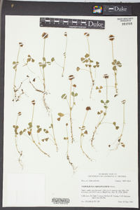 Trifolium carolinianum image