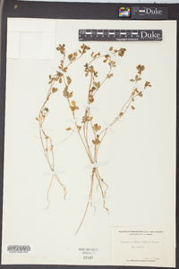 Trifolium dubium image