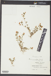 Trifolium dubium image