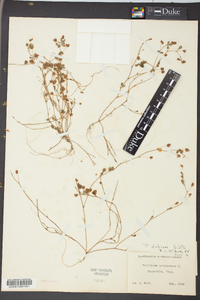 Trifolium dubium image