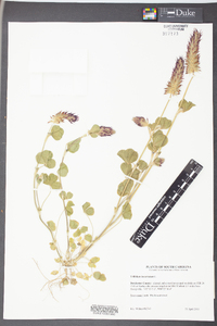 Trifolium incarnatum image