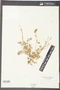 Trifolium incarnatum image