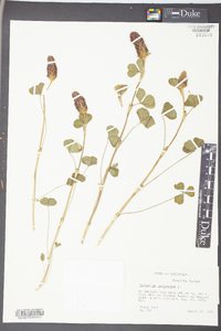 Trifolium incarnatum image