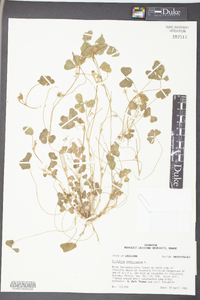 Trifolium subterraneum image