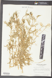 Vicia sativa subsp. nigra image