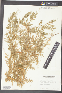 Vicia sativa subsp. nigra image