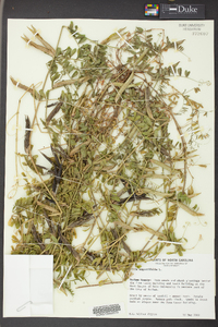 Vicia sativa subsp. nigra image