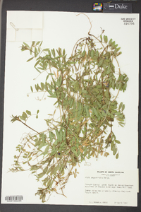 Vicia sativa subsp. nigra image