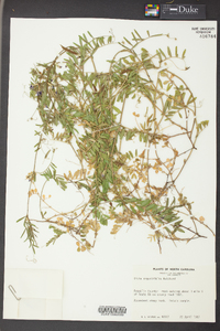 Vicia sativa subsp. nigra image