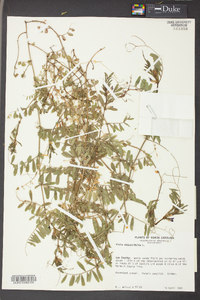 Vicia sativa subsp. nigra image