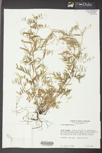 Vicia sativa subsp. nigra image