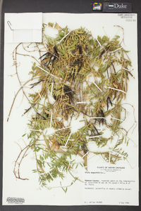 Vicia sativa subsp. nigra image