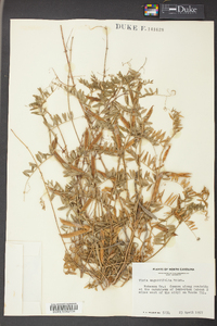 Vicia sativa subsp. nigra image