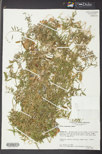 Vicia villosa subsp. varia image