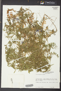 Vicia villosa subsp. varia image