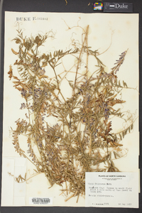 Vicia villosa subsp. varia image
