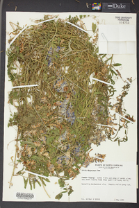 Vicia villosa subsp. varia image