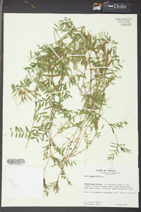 Vicia sativa subsp. nigra image