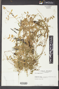 Vicia sativa subsp. nigra image