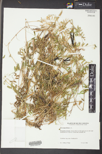 Vicia sativa subsp. nigra image