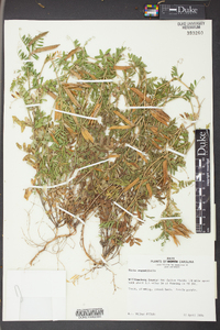 Vicia sativa subsp. nigra image