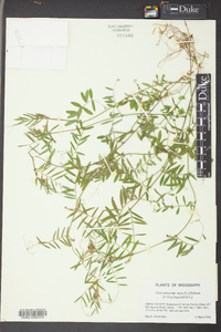 Vicia sativa subsp. nigra image