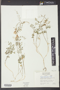 Vicia caroliniana image