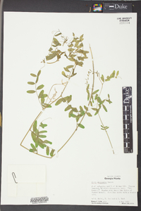Vicia villosa subsp. varia image