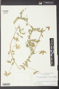 Vicia ludoviciana image