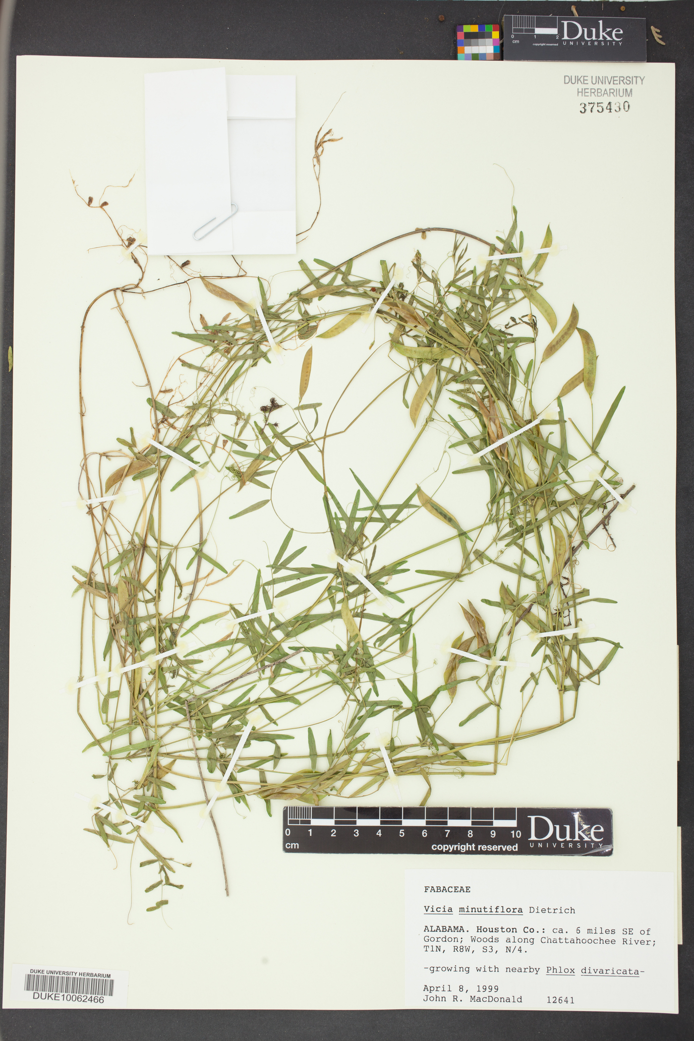 Vicia minutiflora image