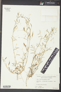 Vicia minutiflora image