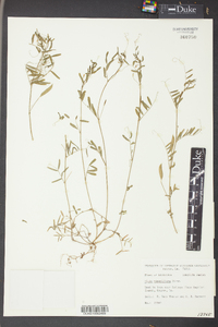 Vicia minutiflora image