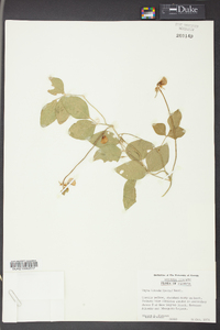 Vigna luteola image