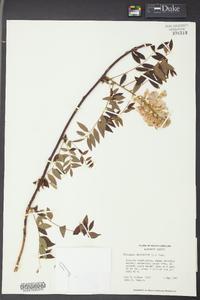 Wisteria sinensis image