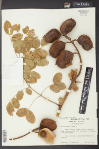 Caesalpinia bonduc image