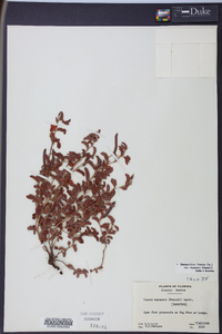 Chamaecrista lineata var. keyensis image