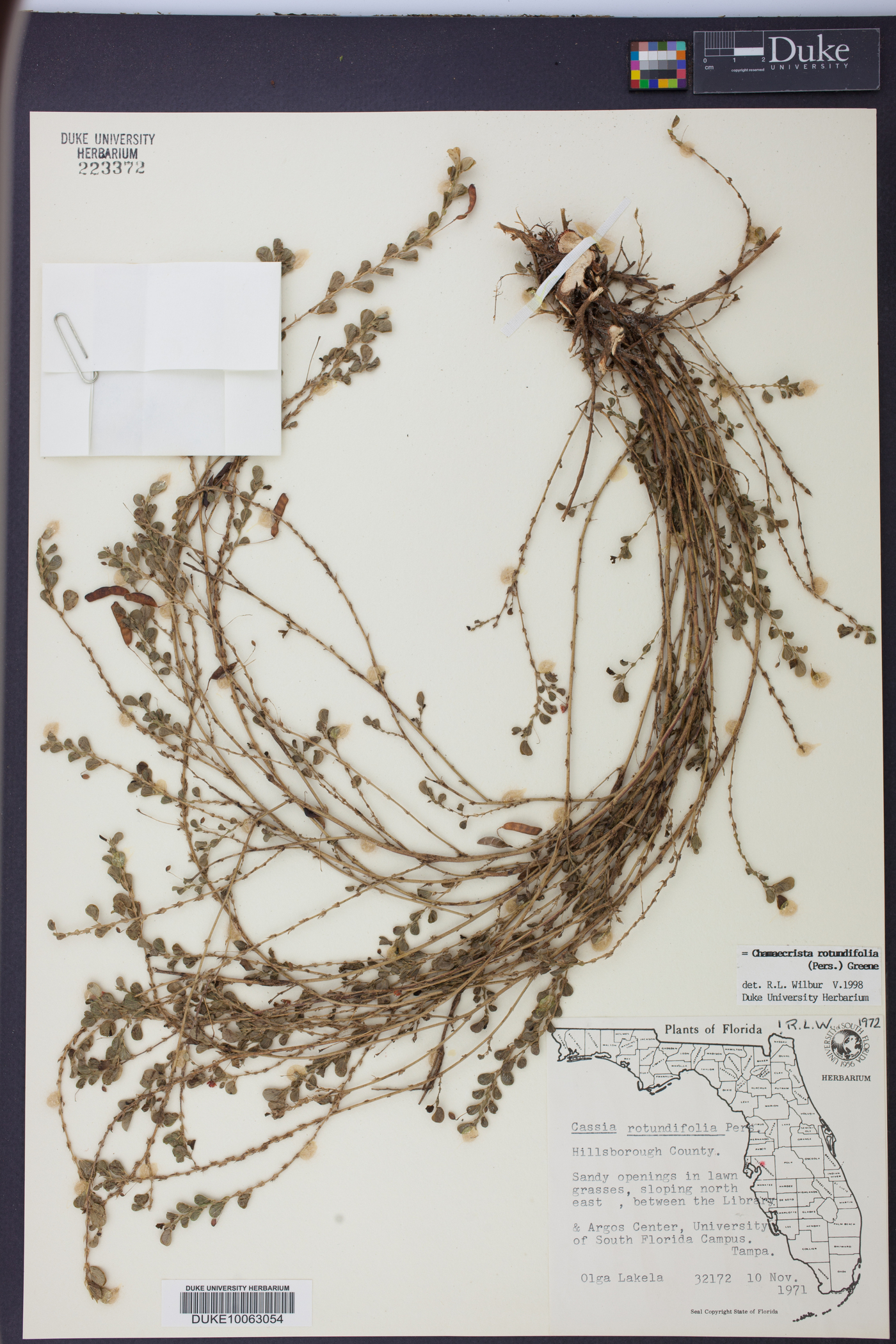 Chamaecrista rotundifolia image