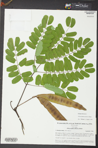 Albizia kalkora image