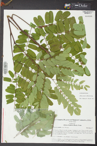 Albizia kalkora image