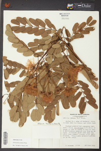 Albizia kalkora image