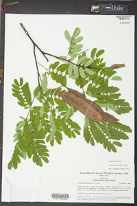 Albizia kalkora image