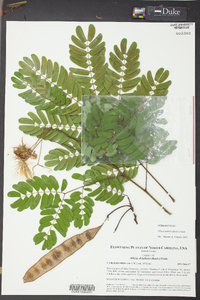 Albizia kalkora image