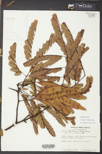 Albizia kalkora image