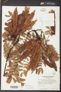 Albizia kalkora image