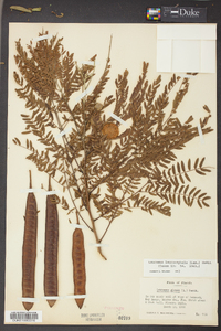 Leucaena leucocephala image