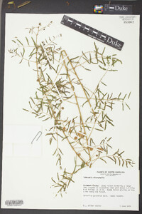 Mimosa microphylla image