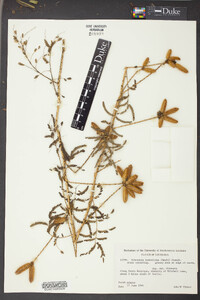 Schrankia hystricina image