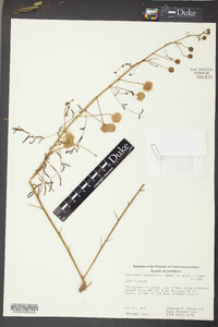 Schrankia hystricina image