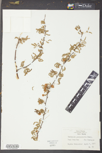 Vachellia peninsularis image