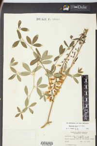 Baptisia alba image